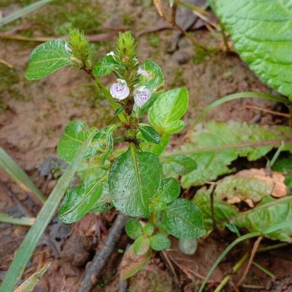 Rostellularia procumbens ᱛᱟᱦᱮᱸ