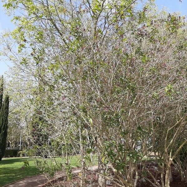 Cestrum elegans Staniste