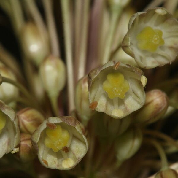 Allium longispathum Blomma