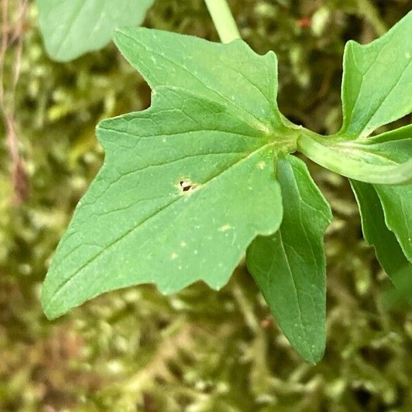 Valeriana tripteris Листок