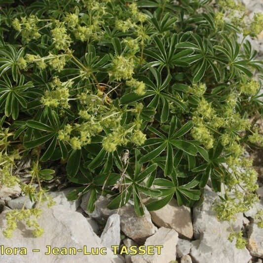 Alchemilla alpigena Elinympäristö