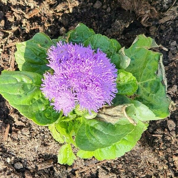 Ageratum houstonianum Flor