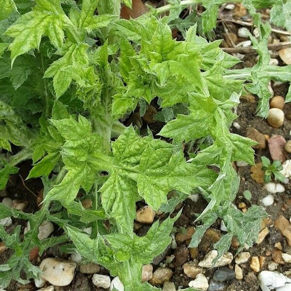 Echinops sphaerocephalus 葉