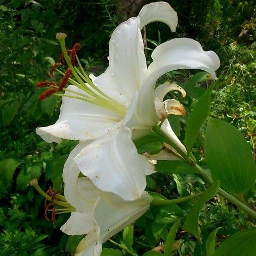 Lilium candidum Kukka