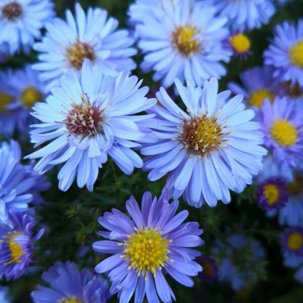 Aster alpinus Цвят