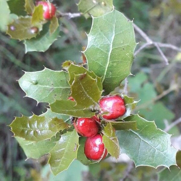 Quercus coccifera Muu