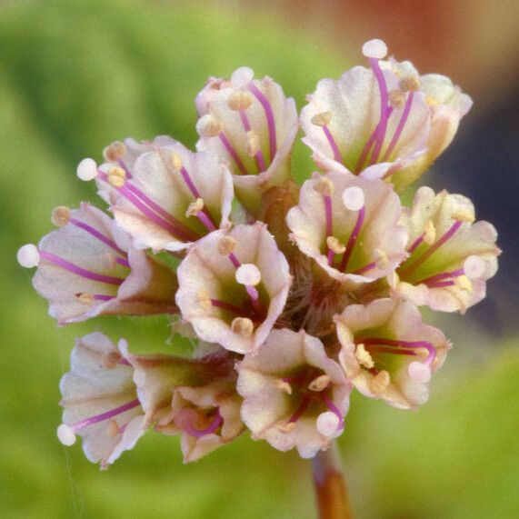 Anulocaulis annulatus Flower