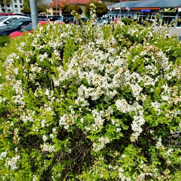 Spiraea hypericifolia Habitatea