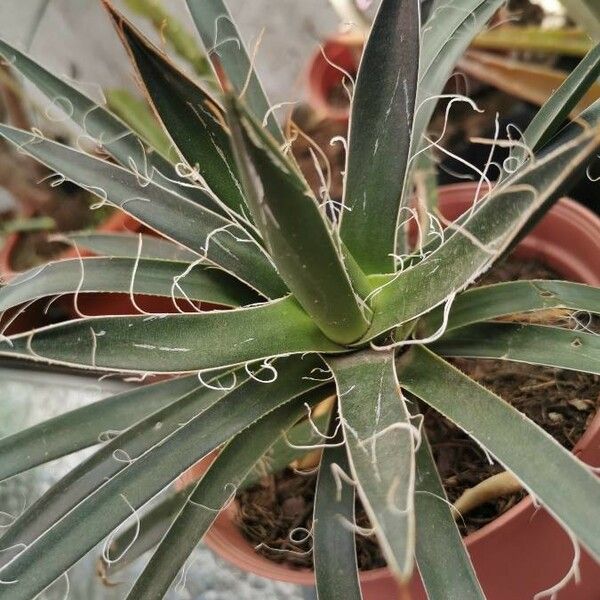 Agave toumeyana 叶