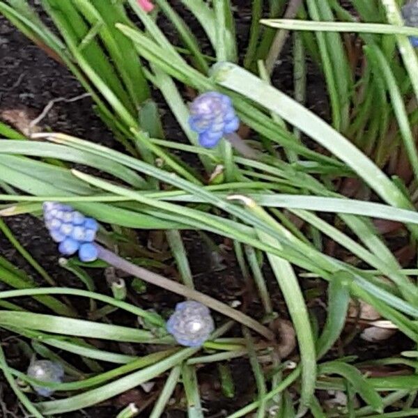 Muscari botryoides Costuma