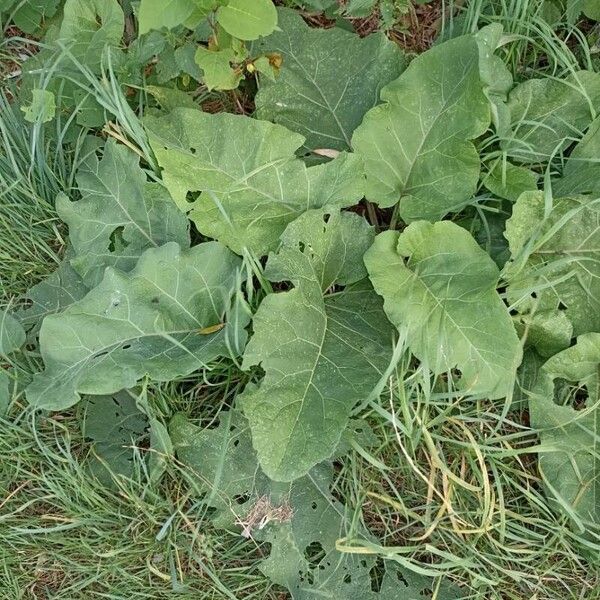 Arctium nemorosum Blatt