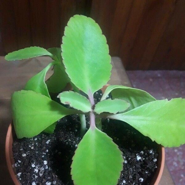 Kalanchoe pinnata Leht