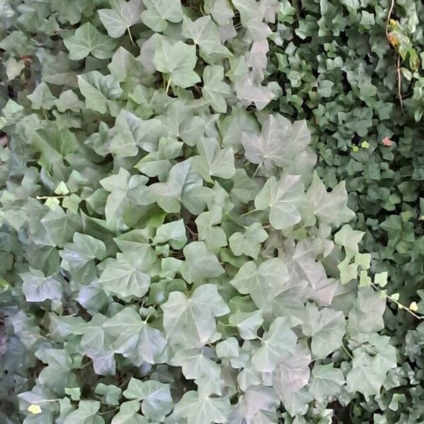 Hedera canariensis Blad