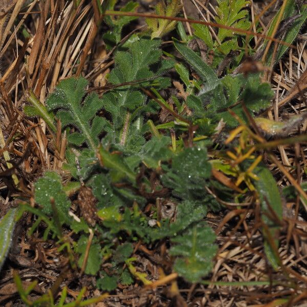 Scabiosa triandra Leaf