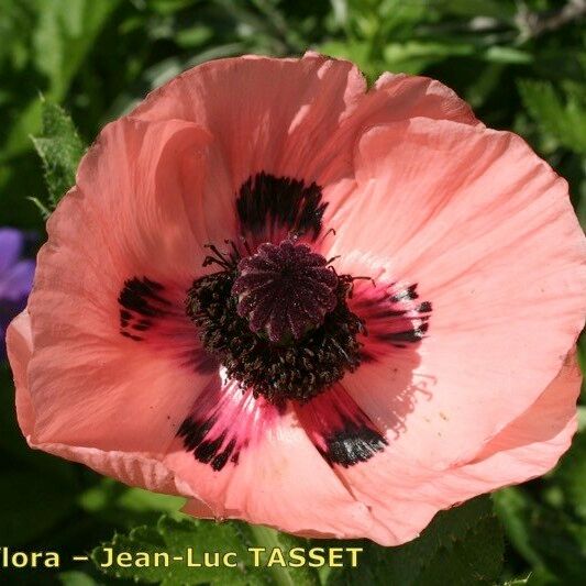 Papaver bracteatum Flower