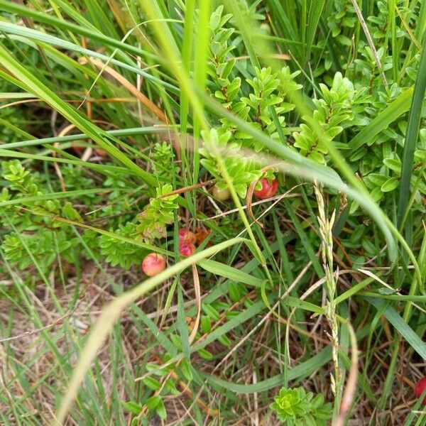 Vaccinium oxycoccos Ffrwyth