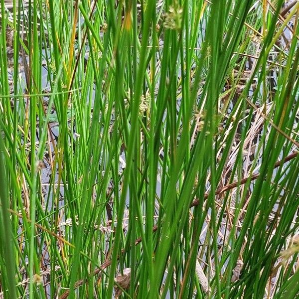 Juncus effusus Leht