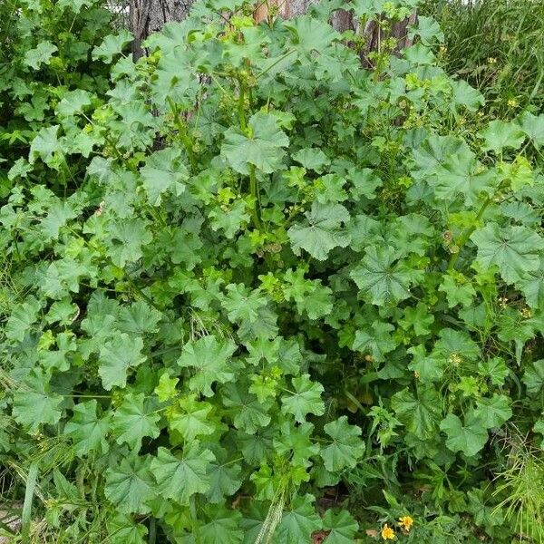 Malva verticillata Ліст