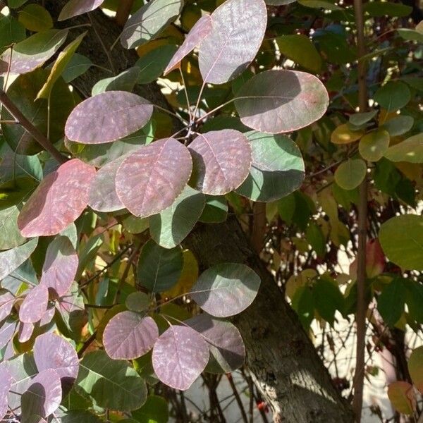 Cotinus coggygria Blatt