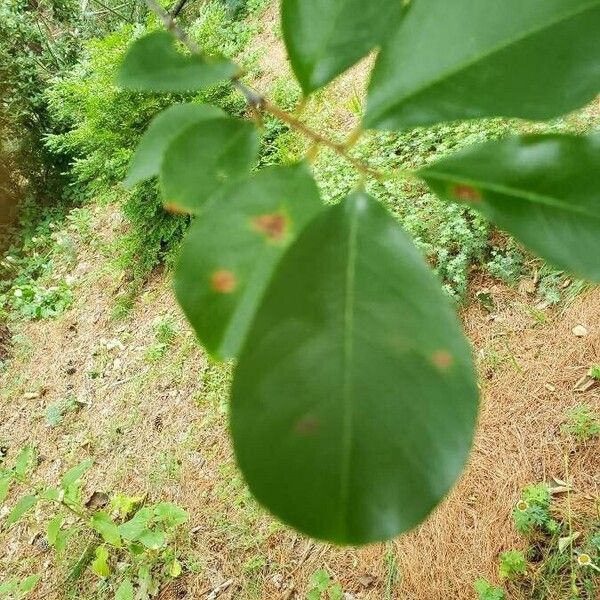 Psidium cattleyanum Leaf