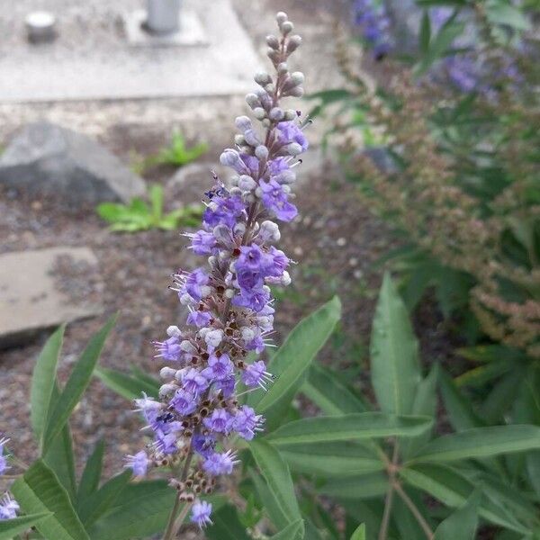 Vitex agnus-castus Flower