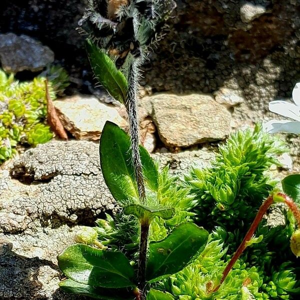 Veronica alpina Habit