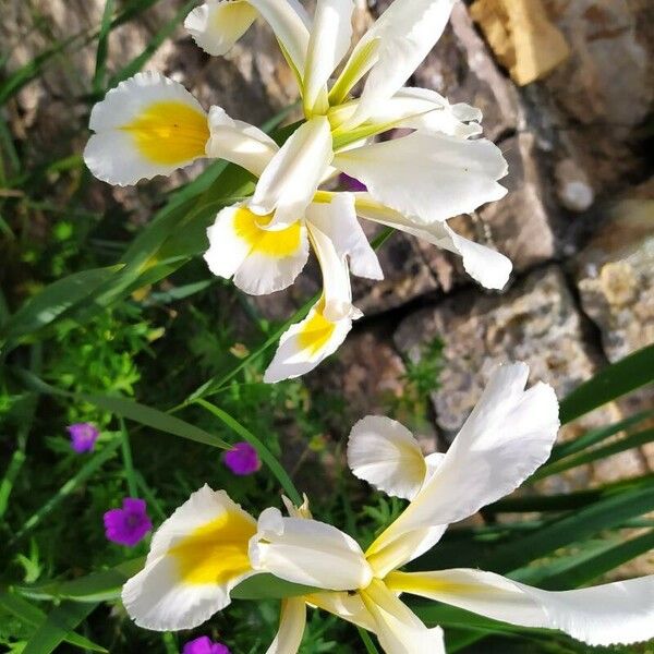 Iris orientalis Flower