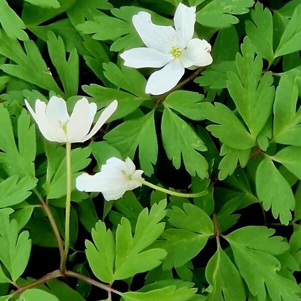 Anemonoides quinquefolia Flor