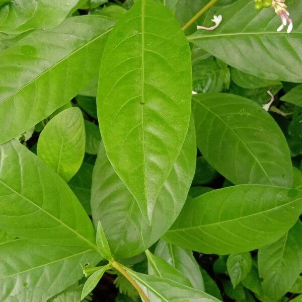 Rauvolfia serpentina Leaf