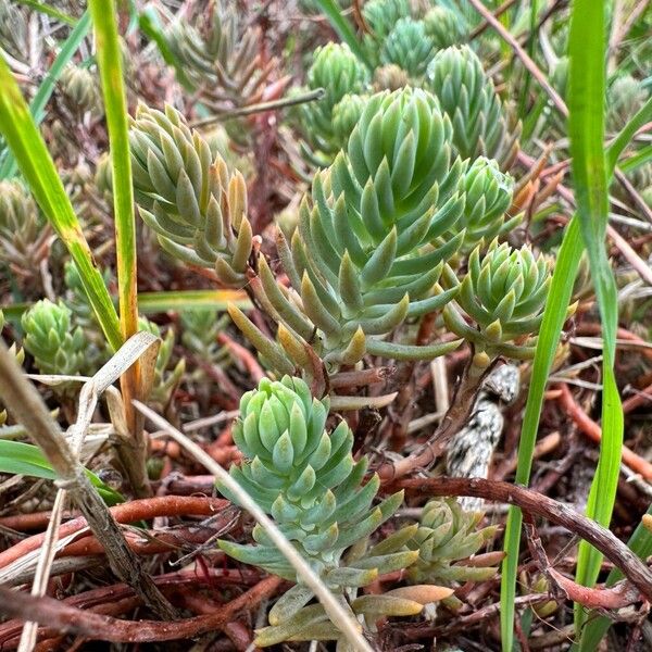 Petrosedum rupestre Habit