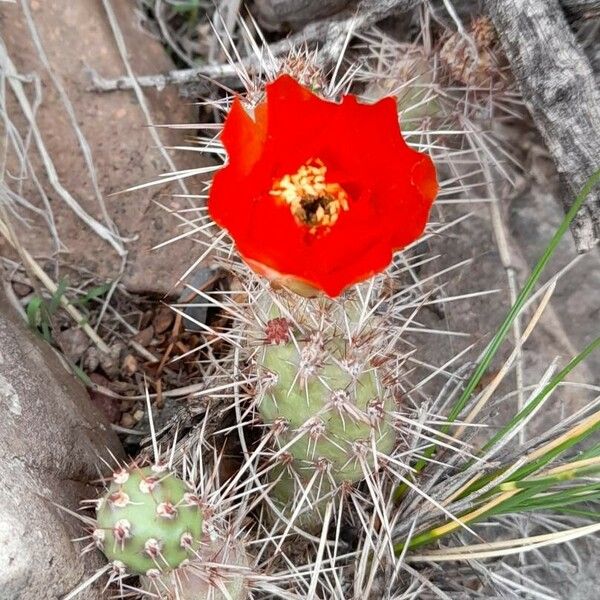 Airampoa corrugata Bloem