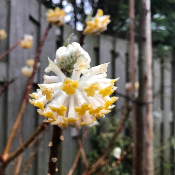 Edgeworthia chrysantha Flor