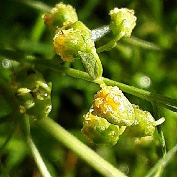 Artemisia dracunculus Flors