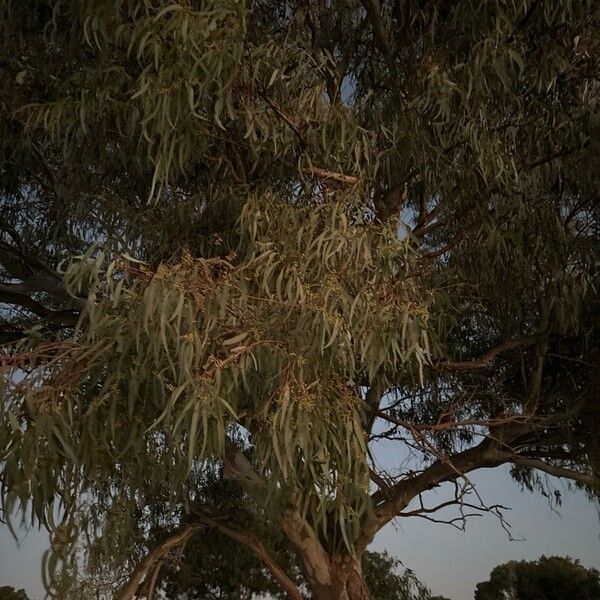 Eucalyptus camaldulensis List