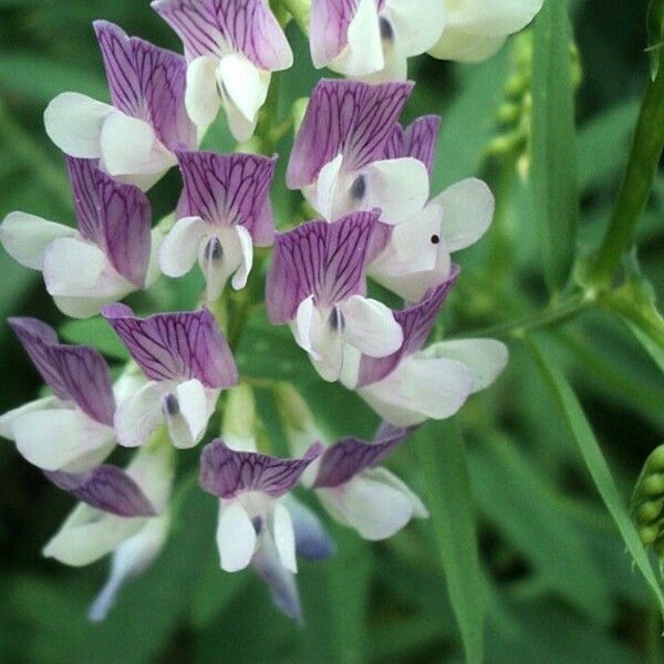 Vicia sylvatica 花