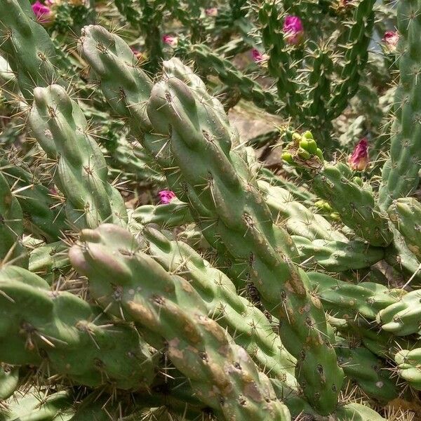 Cylindropuntia imbricata خشب