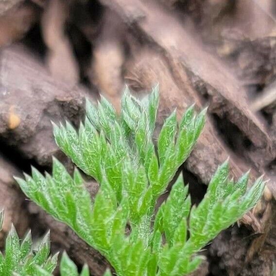 Soliva sessilis Leaf