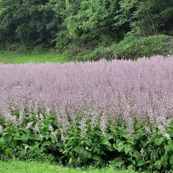 Salvia sclarea অভ্যাস