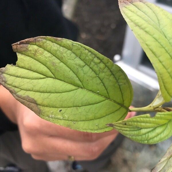 Cornus rugosa Fuelha