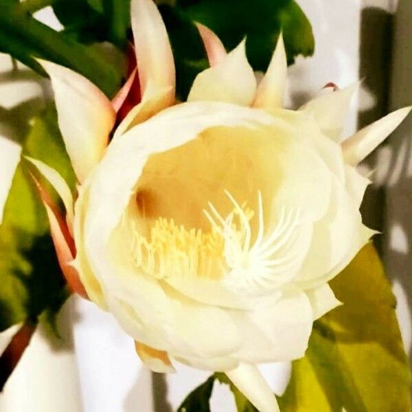 Epiphyllum oxypetalum Flower