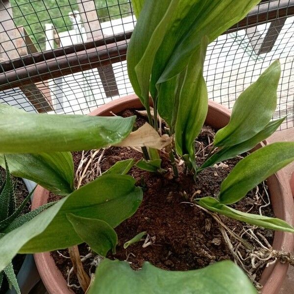 Aspidistra elatior Folha