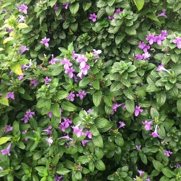 Barleria cristata Habit