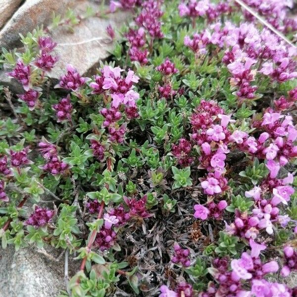 Thymus nervosus অভ্যাস