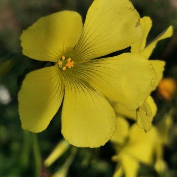 Oxalis pes-caprae Kukka