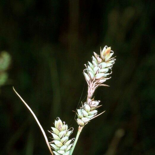 Carex buxbaumii 其他