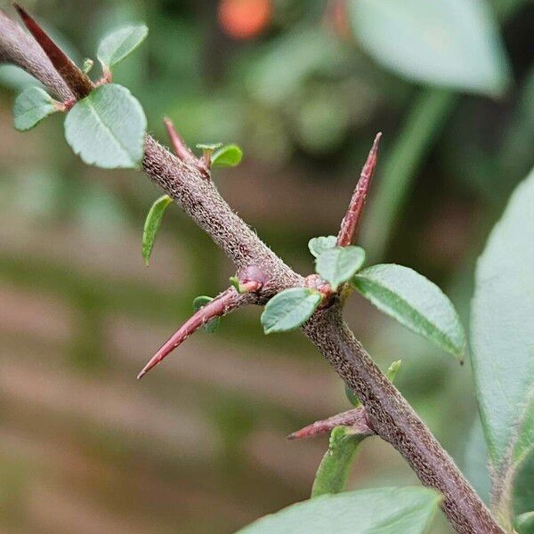 Pyracantha crenulata Azala