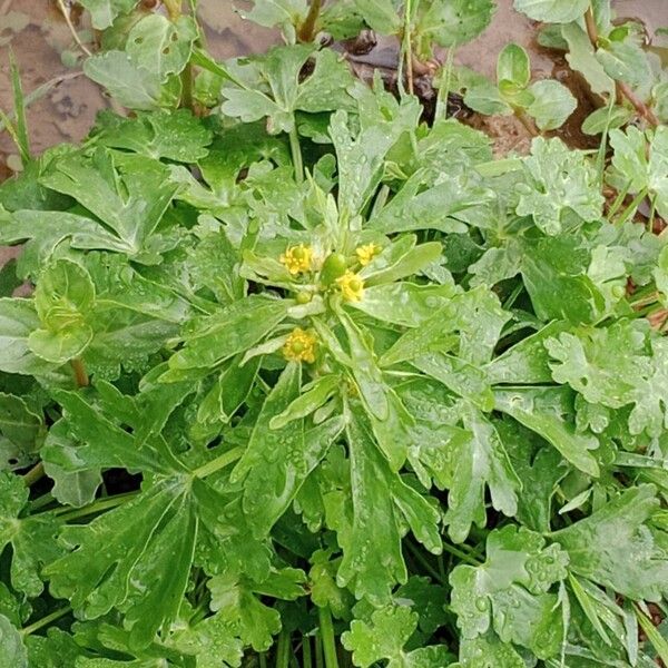 Ranunculus sceleratus Tervik taim