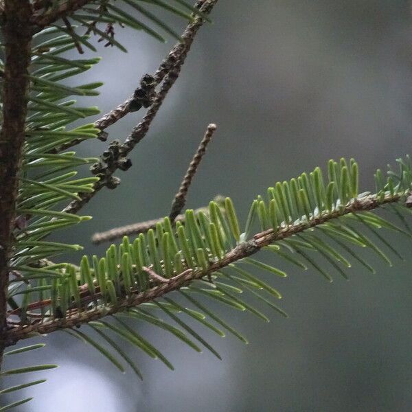 Abies homolepis Лист