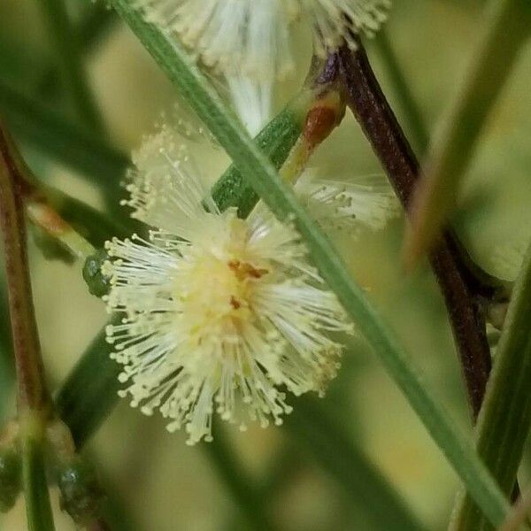Acacia cognata Flower