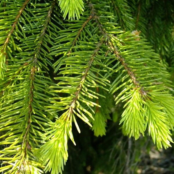 Abies alba برگ